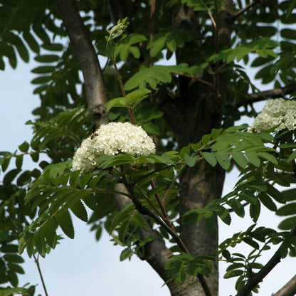 Sorbus 'Sheerwater Seedling' | Mountain Ash Tree – Gardeners Dream