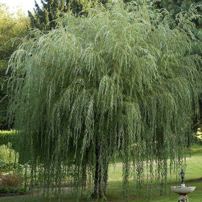 Salix x sepulcralis chrysocoma | Golden Weeping Willow Tree – Gardeners ...
