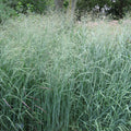 Panicum 'Heavy Metal'