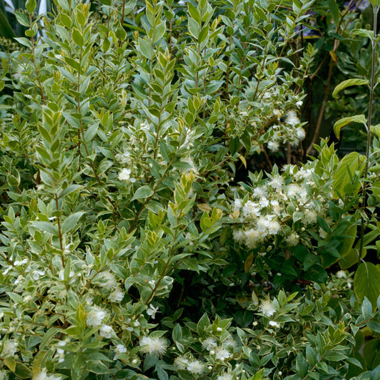 Myrtus 'Variegata'