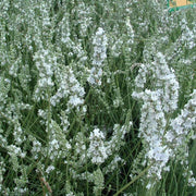 Lavender 'Edelweiss'