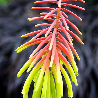Kniphofia 'Rufa Rasta' | Red Hot Poker – Gardeners Dream
