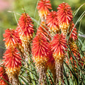Kniphofia 'Papaya Popsicle'