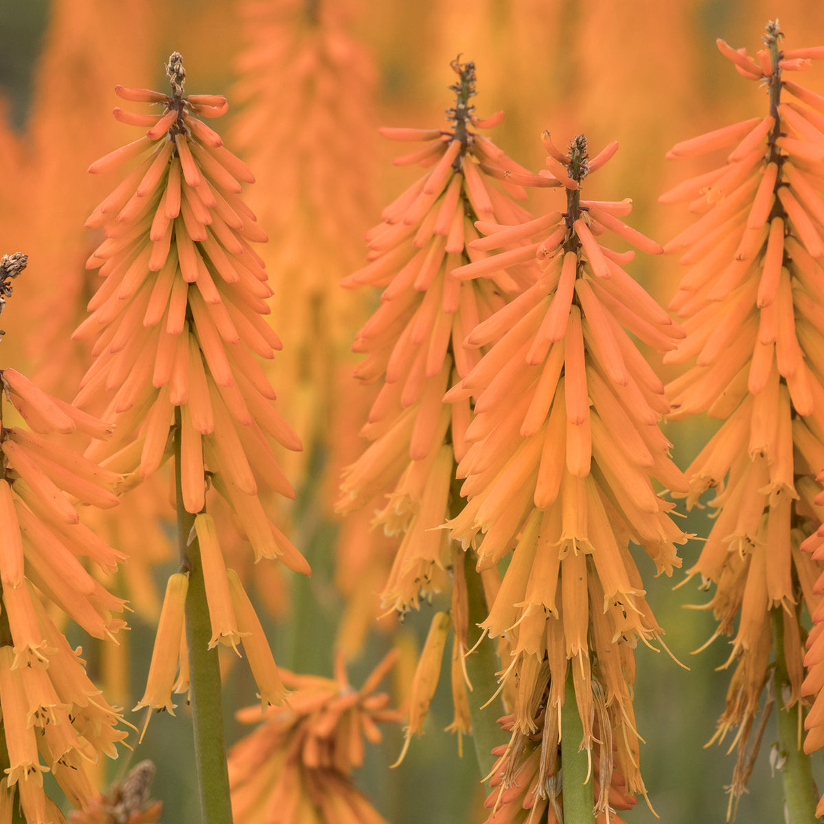 Kniphofia 'Mango Popsicle' | Red Hot Poker – Gardeners Dream