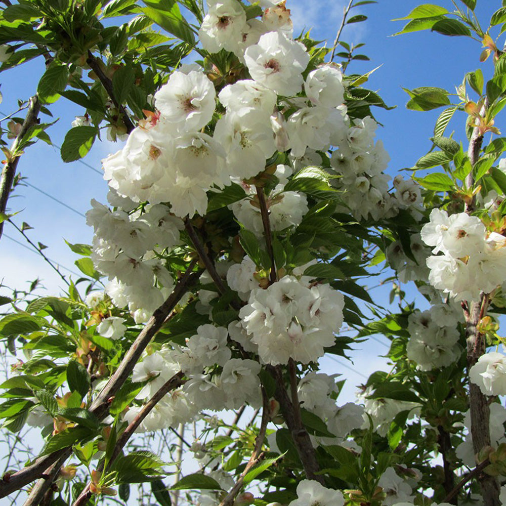 Prunos Tree Prunus Trees | Cherry Trees | Gardeners Dream