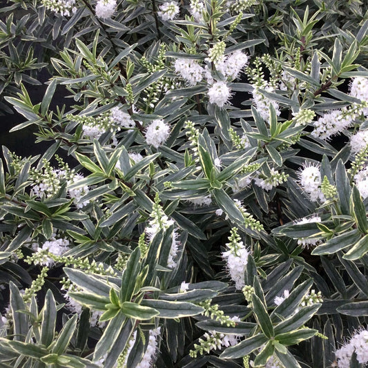 Hebe 'Starlight'