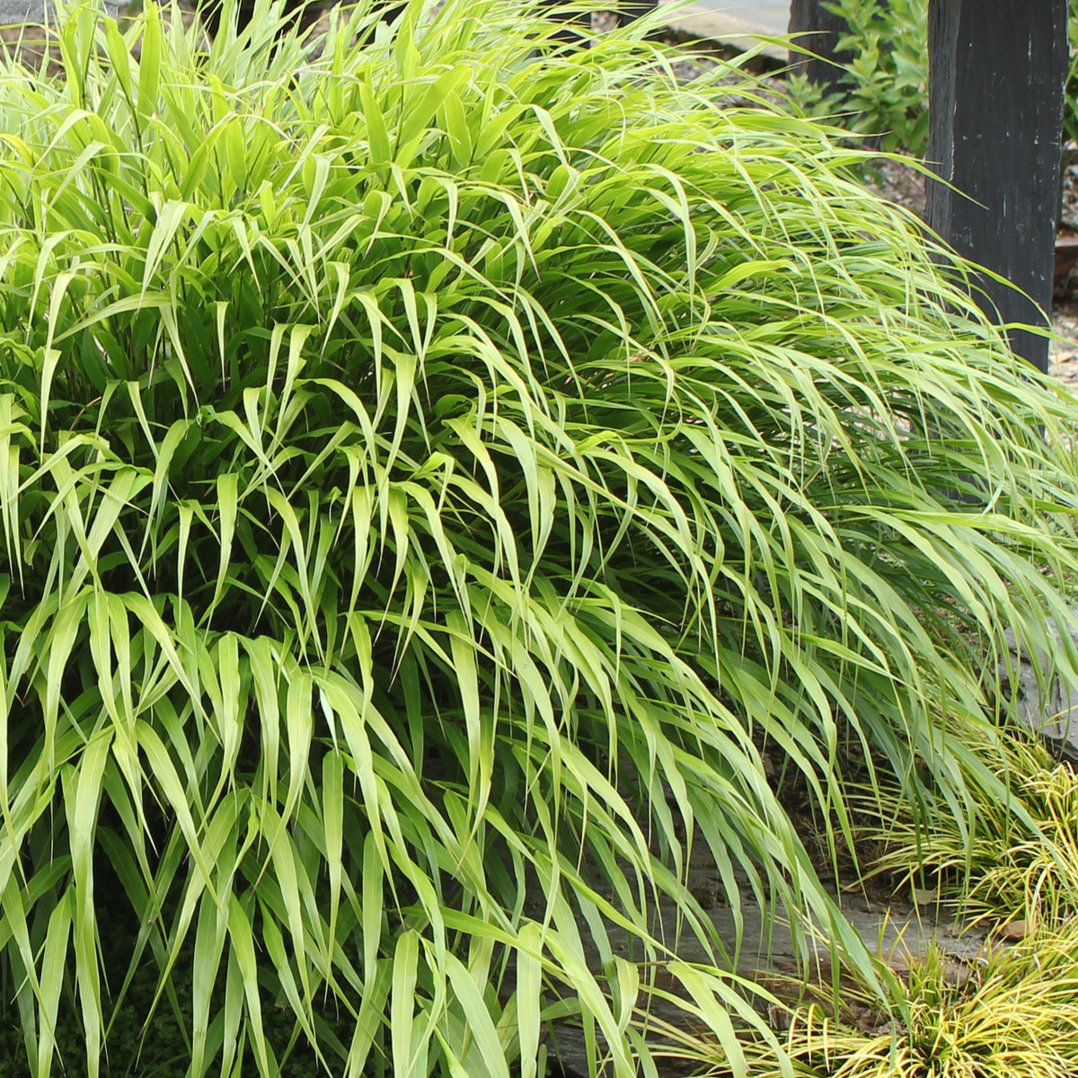 Hakonechloa 'Nicolas' | Japanese Forest Grass – Gardeners Dream