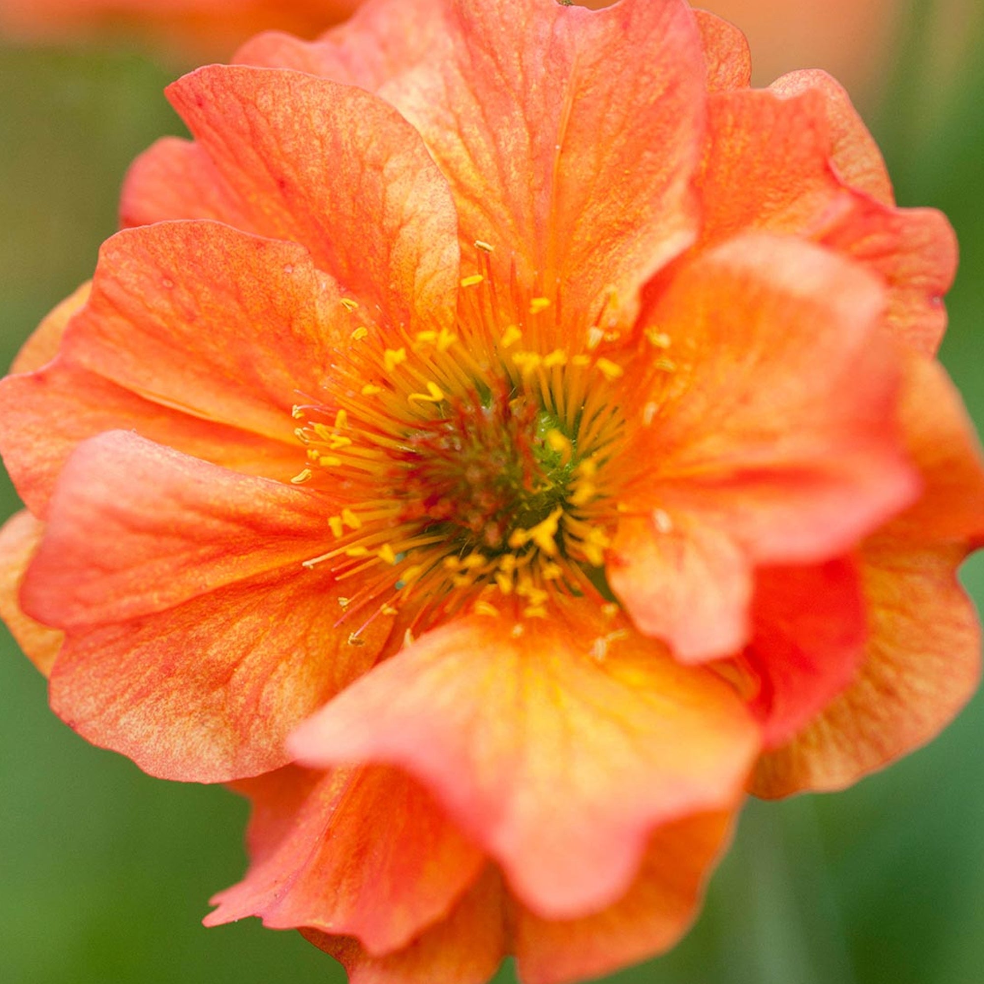 Geum Totally Tangerine Avens Gardeners Dream Geum Totally Tangerine Avens Gardeners Dream