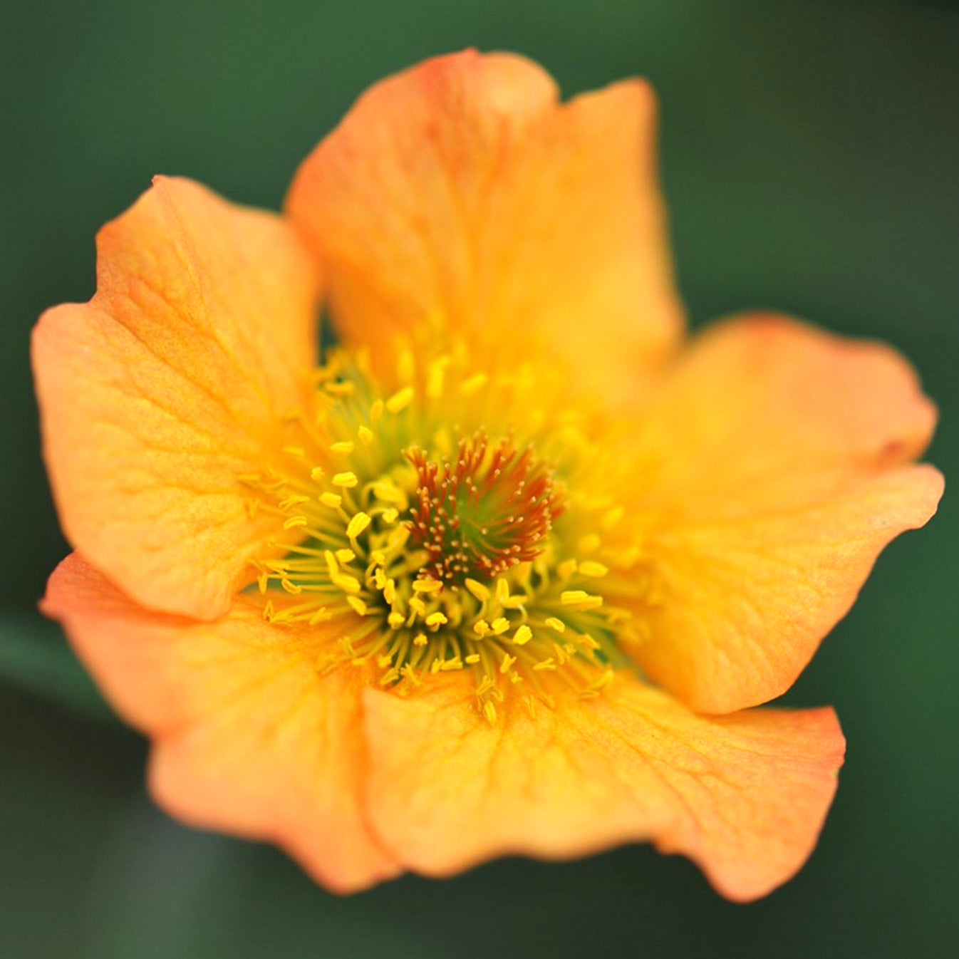 geum-totally-tangerine-avens-gardeners-dream