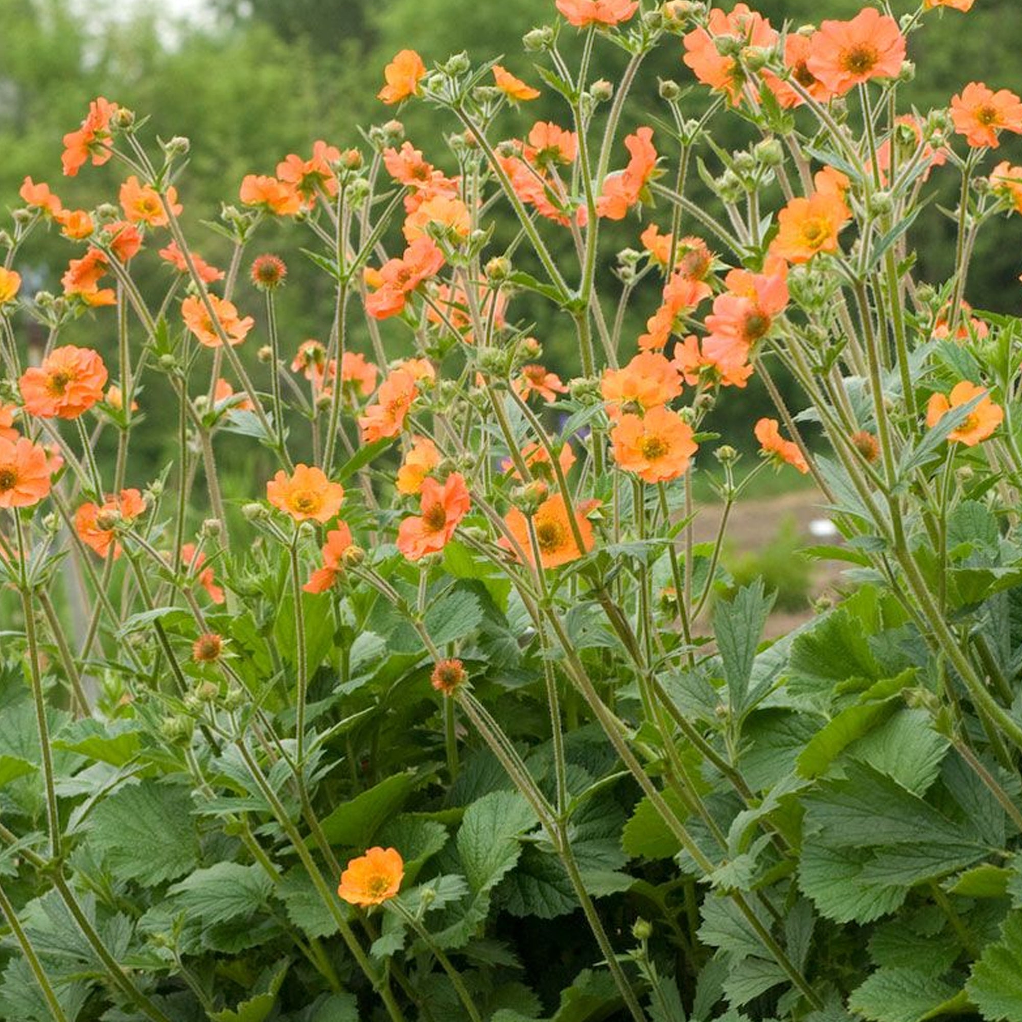 Geum Totally Tangerine Avens Gardeners Dream Geum Totally Tangerine Avens Gardeners Dream
