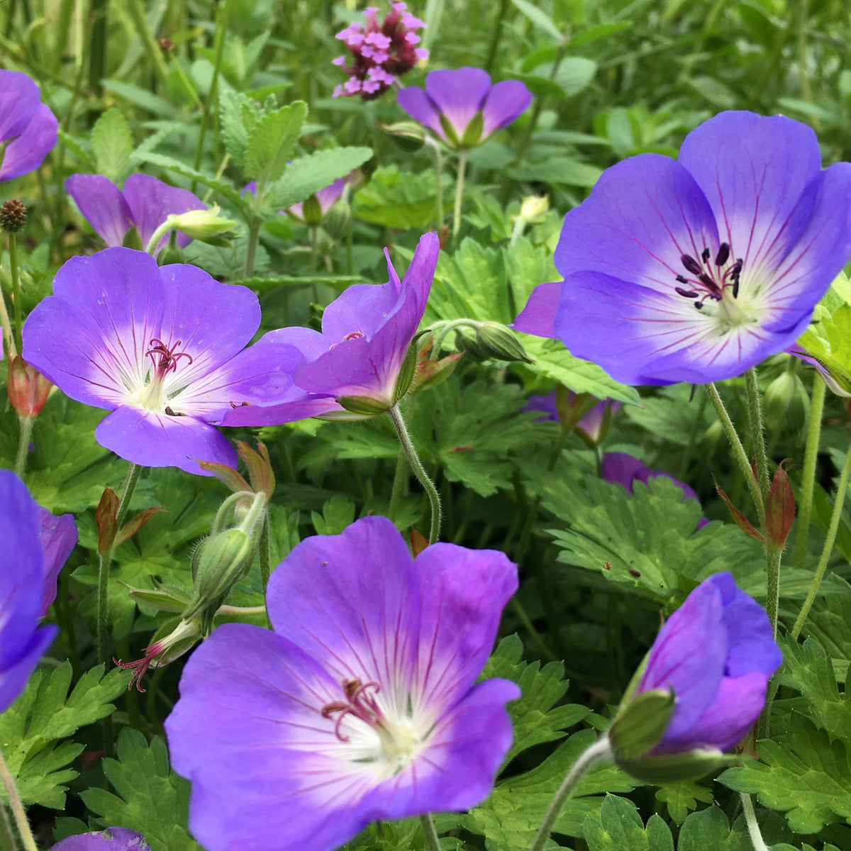 Geranium 'Rozanne' | Cranesbill – Gardeners Dream