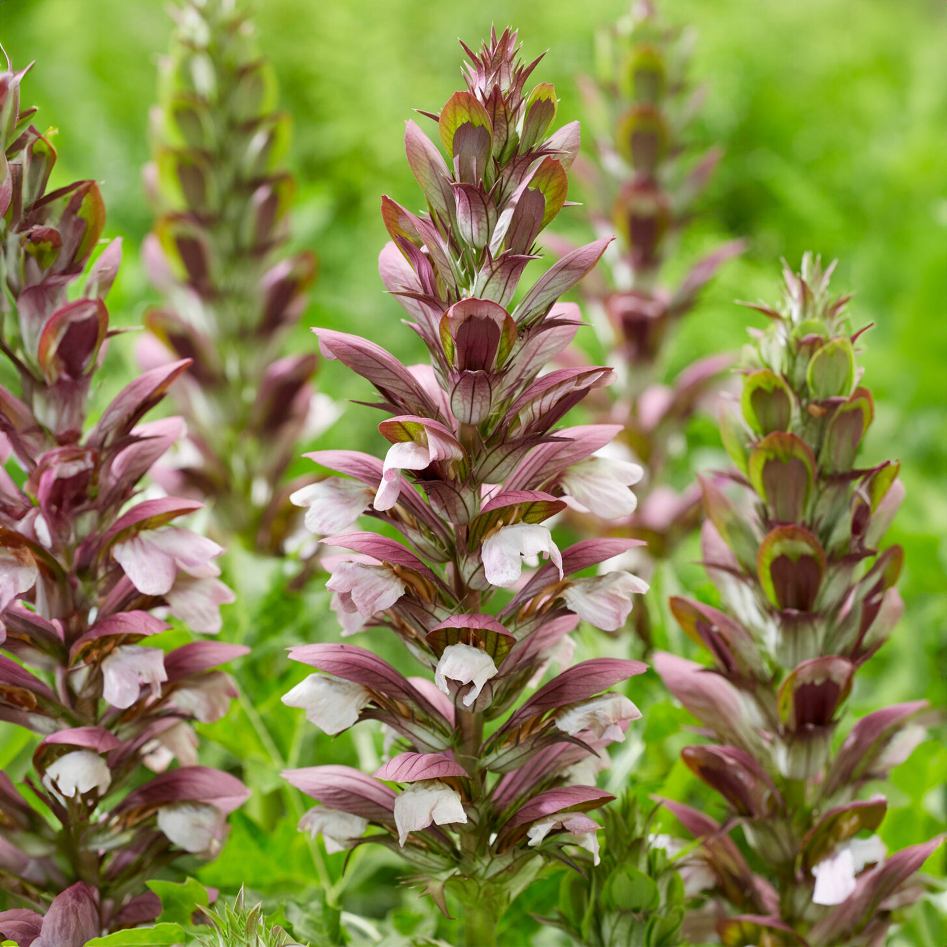 Acanthus White Lips
