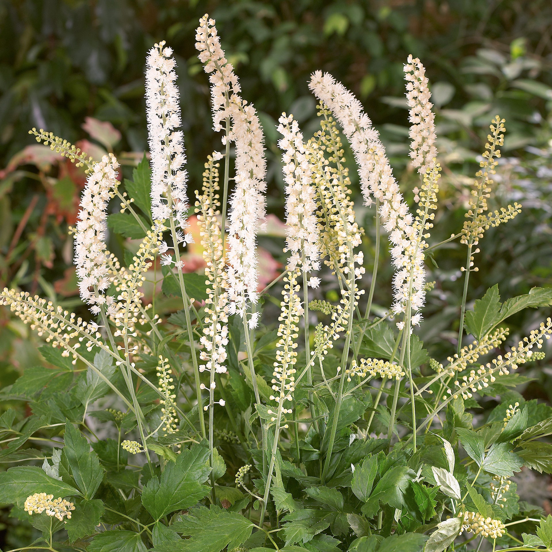 Actaea White Pearl