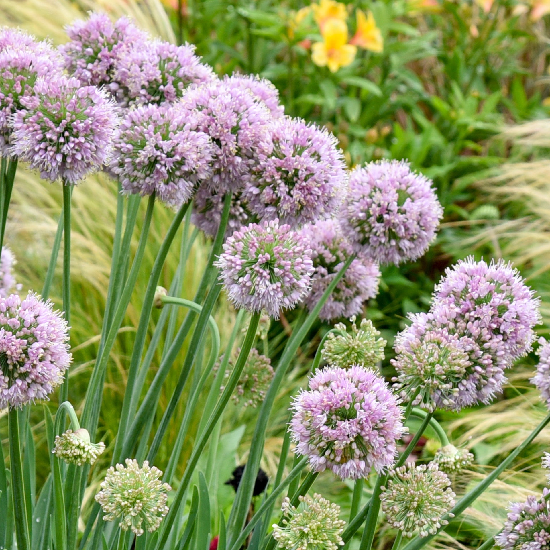 Allium Bubble Bath