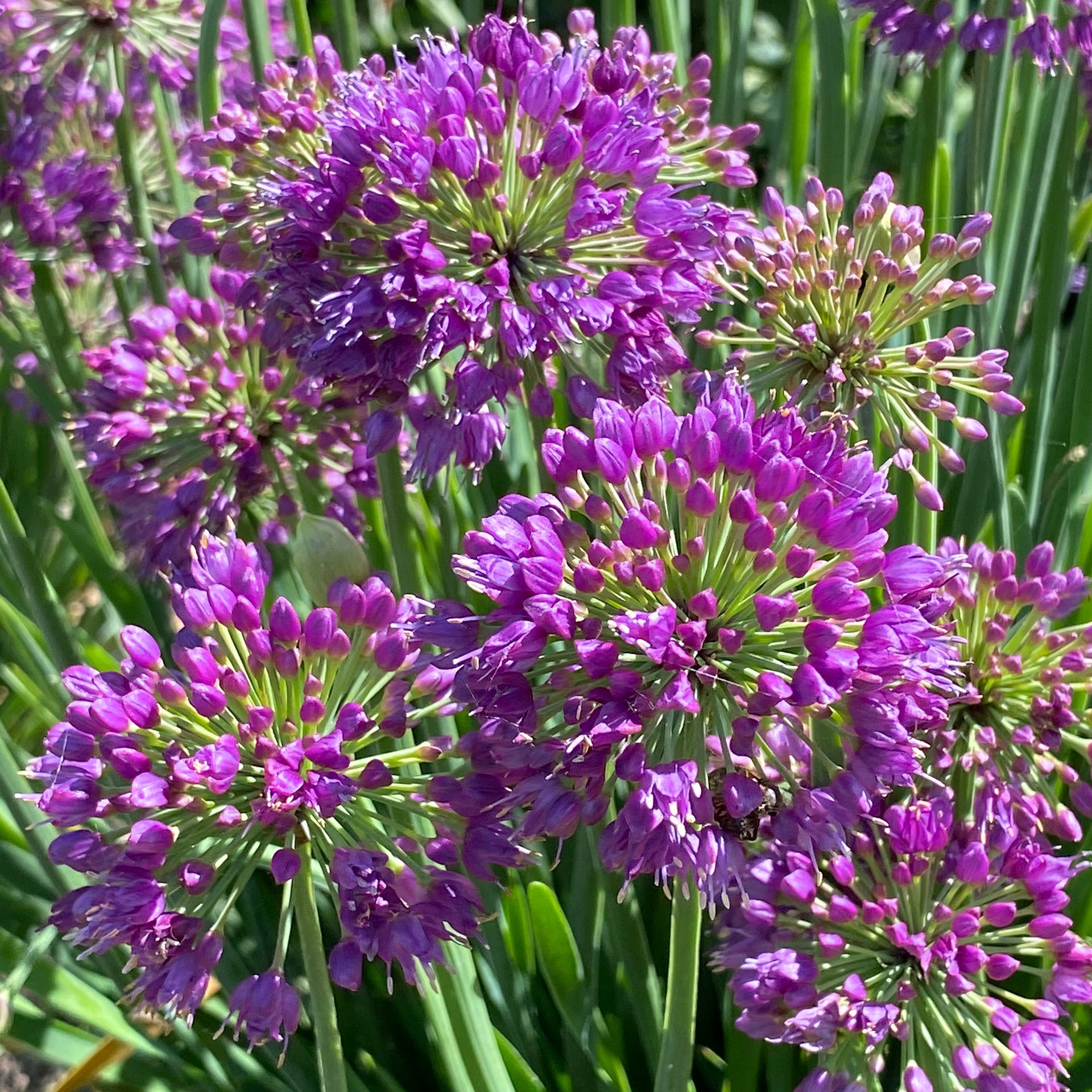 Allium Lavender Bubbles