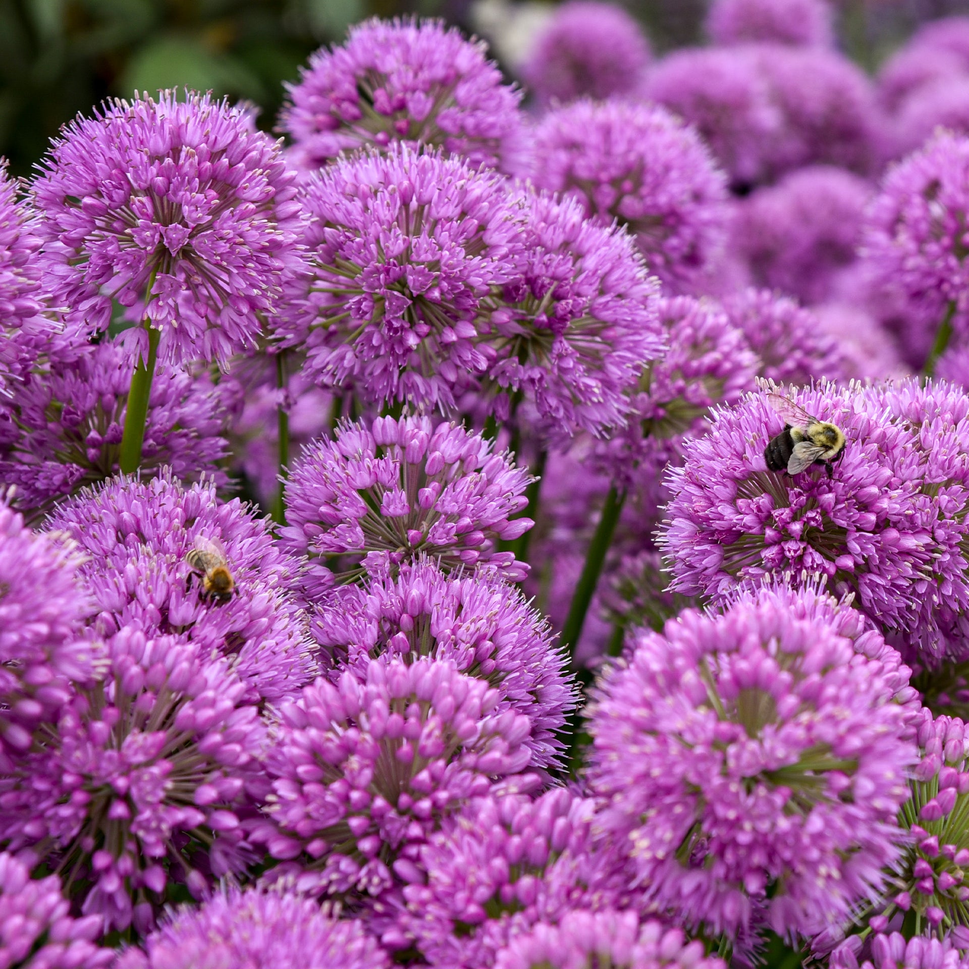 Allium Serendipity
