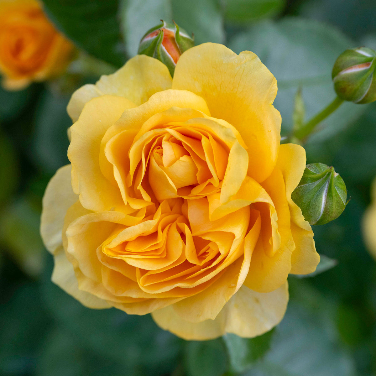Rosa Absolutely Fabulous