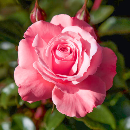 Rosa 'Anne's Rose' | Floribunda Rose – Gardeners Dream