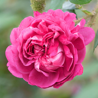 Rosa 'Belles Rives' | Bush Rose – Gardeners Dream