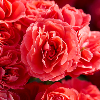 Rosa 'Cherry Girl' | Bush Rose – Gardeners Dream