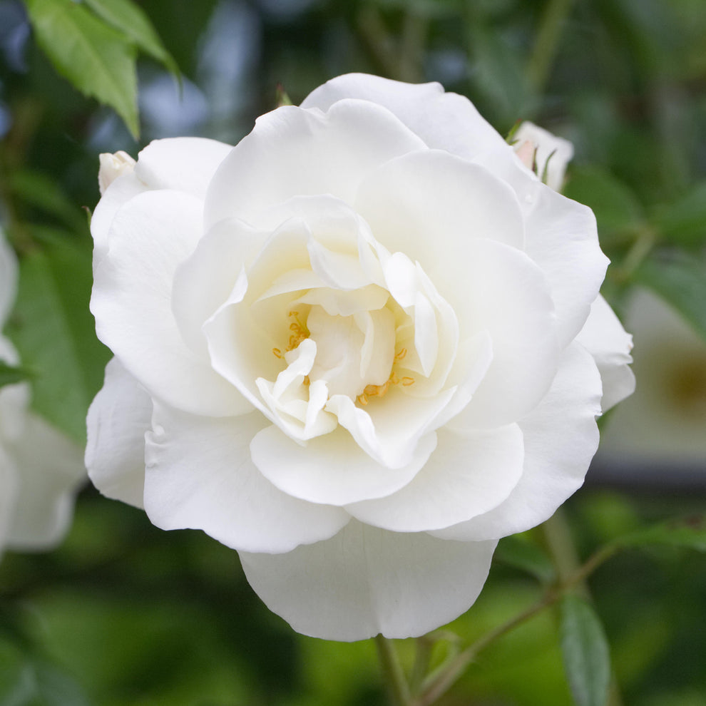 Rosa 'Iceberg' | Bush Rose – Gardeners Dream