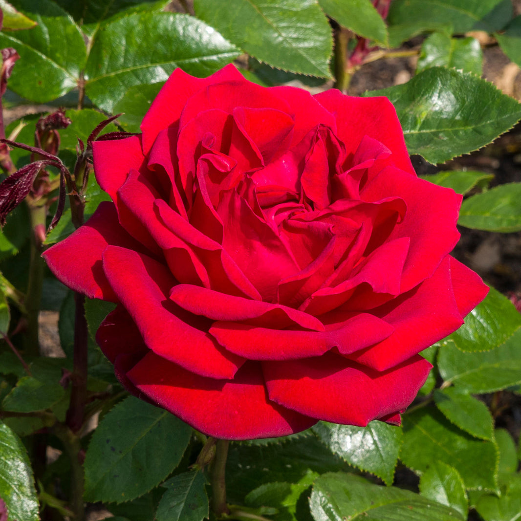 Garden Roses | Rose Plants & Bushes | Gardeners Dream