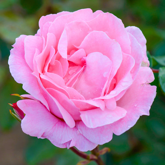 Rosa 'Queen Elizabeth'