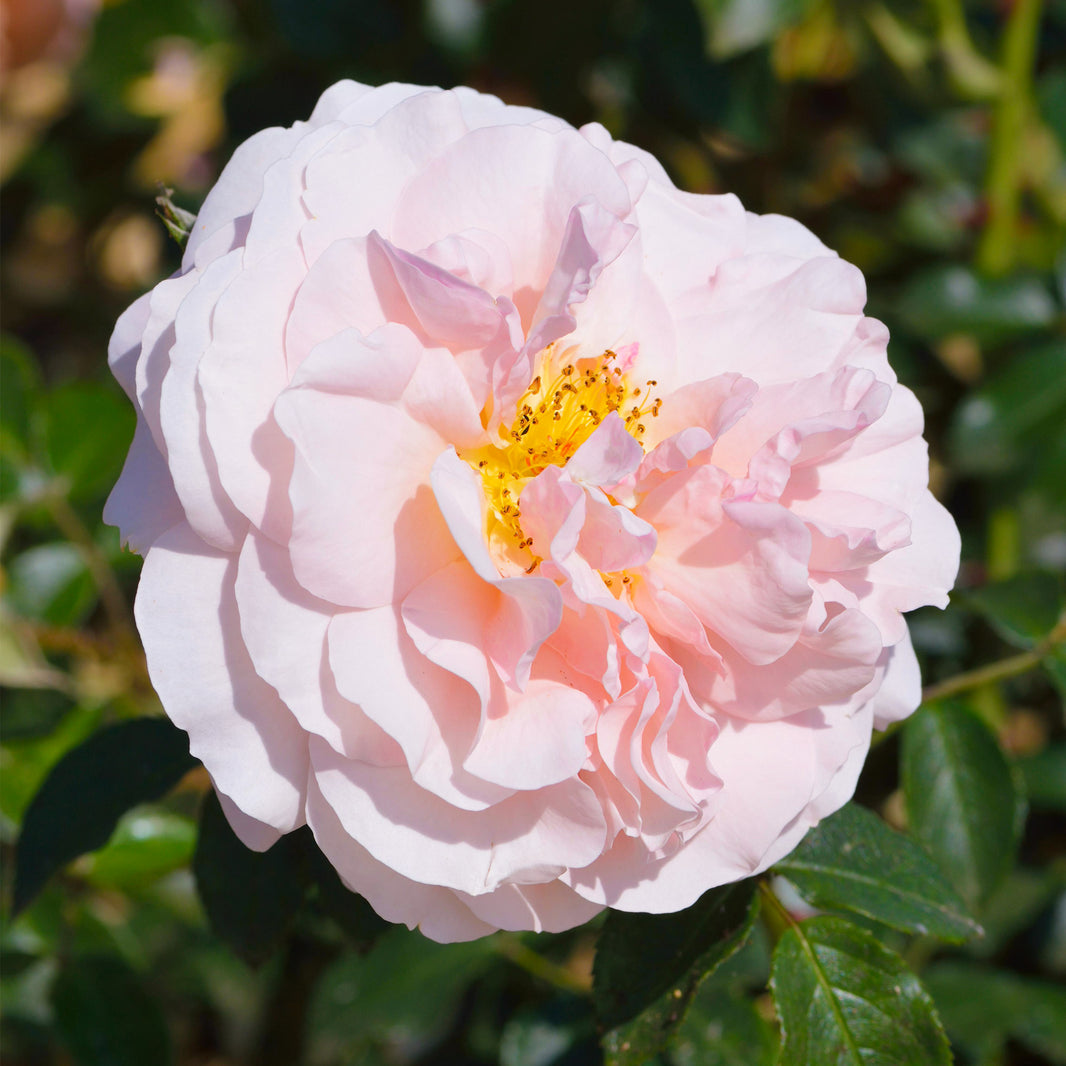 Garden Roses | Rose Plants & Bushes | Gardeners Dream