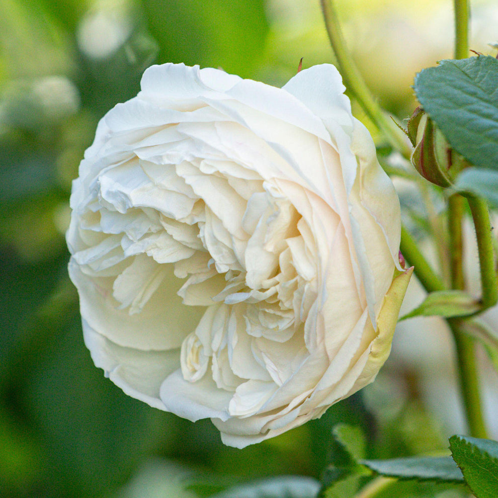 Rosa 'Claire Austin' | Climbing Rose – Gardeners Dream