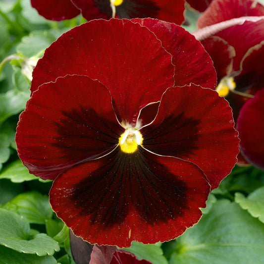 Pansy Red Blotch Bedding Plants