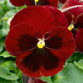 Pansy Red Blotch Bedding Plants