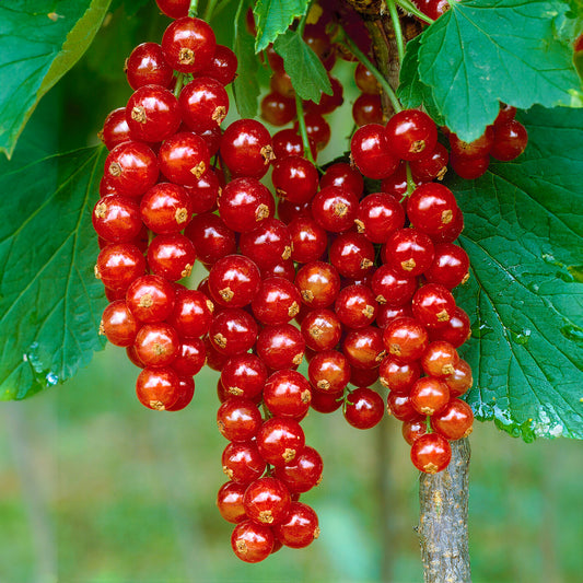 Redcurrant 'Jonkheer Van Tets'