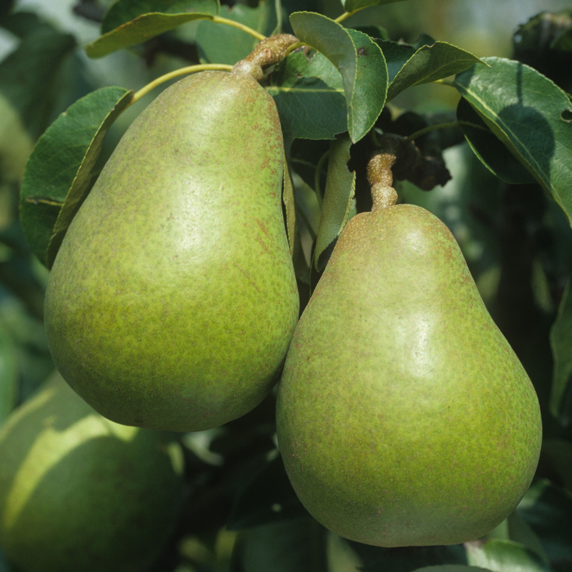 Pear 'Doyenné du Comice' Tree | Pear Tree – Gardeners Dream