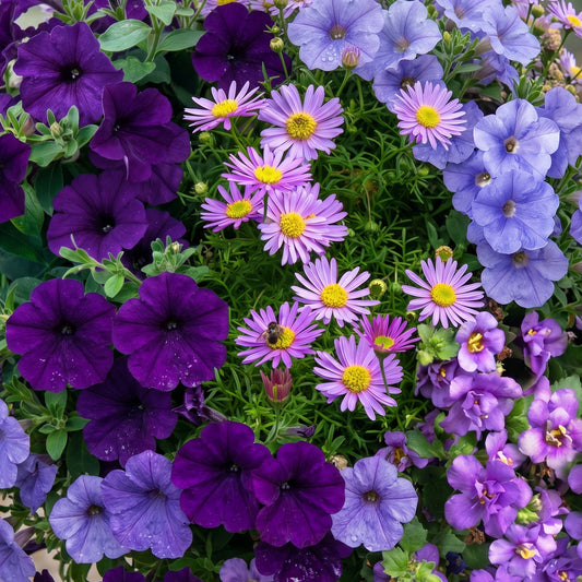 Blue Shades Mixed Basket Plants