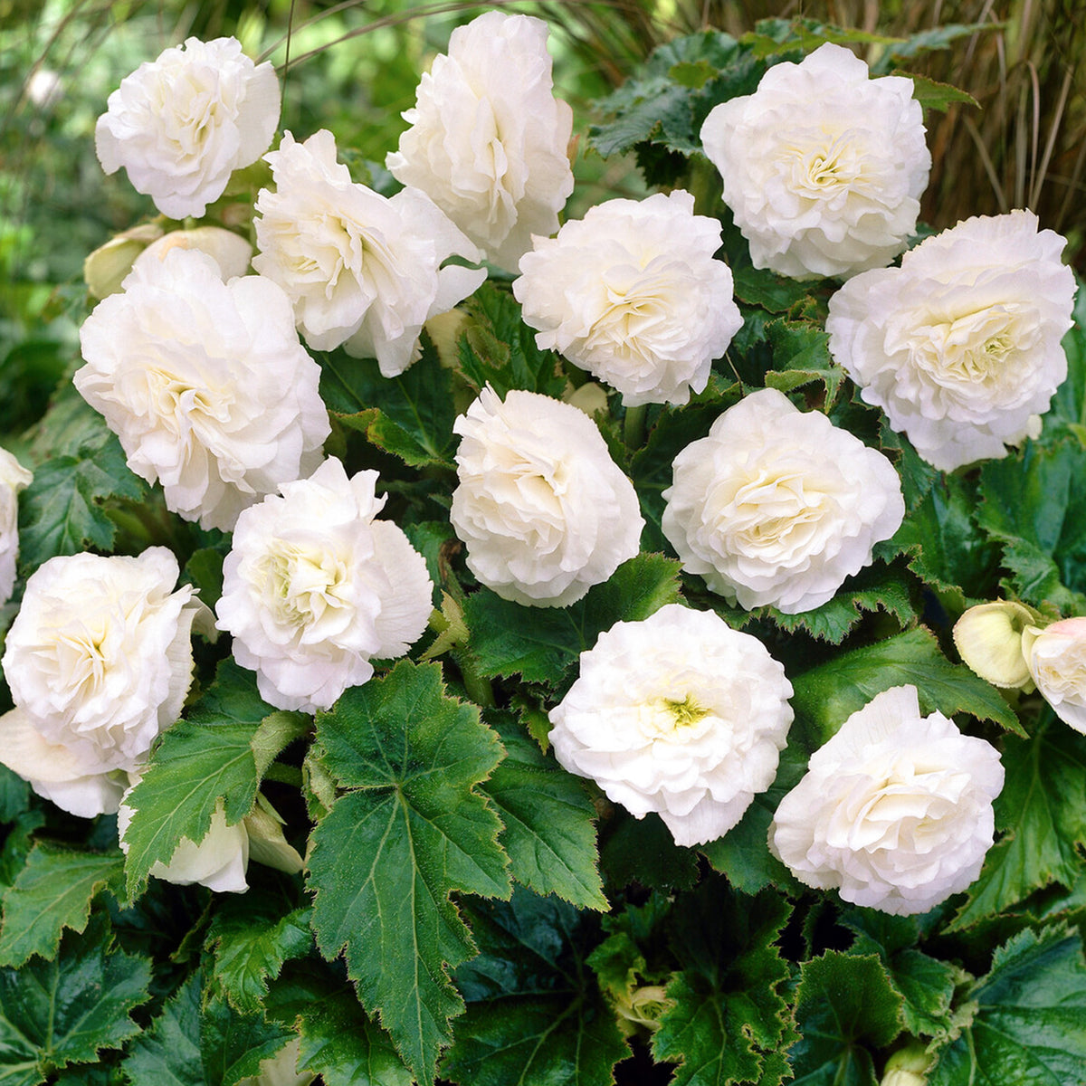 Begonia Non Stop Bedding Plants
