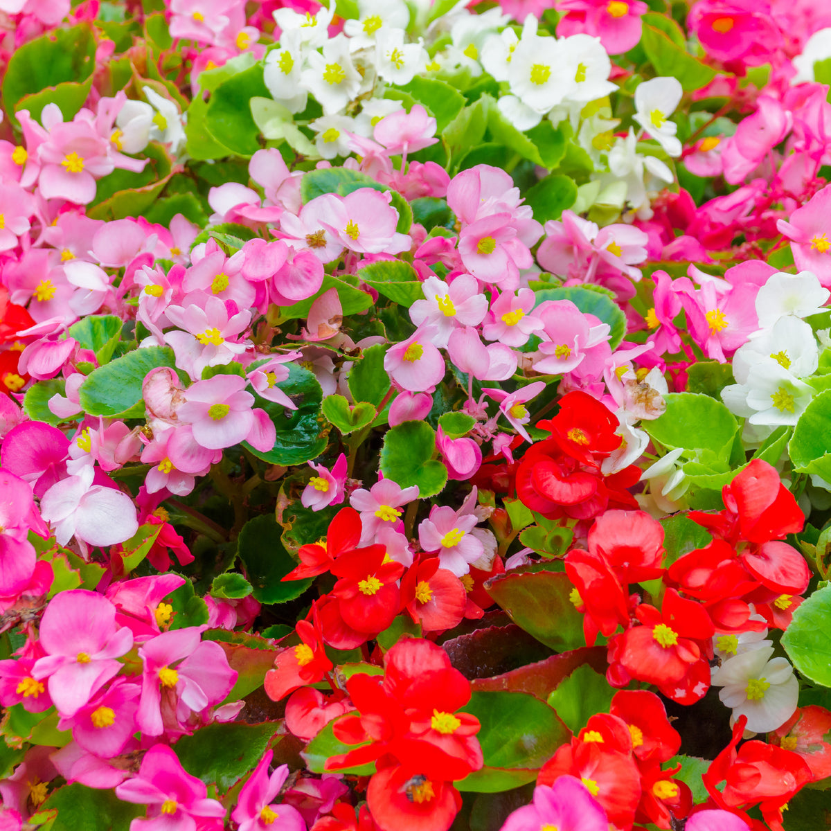 Begonia Organdy Bedding Plants