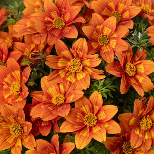 Bidens Glowing Sky Basket Plants