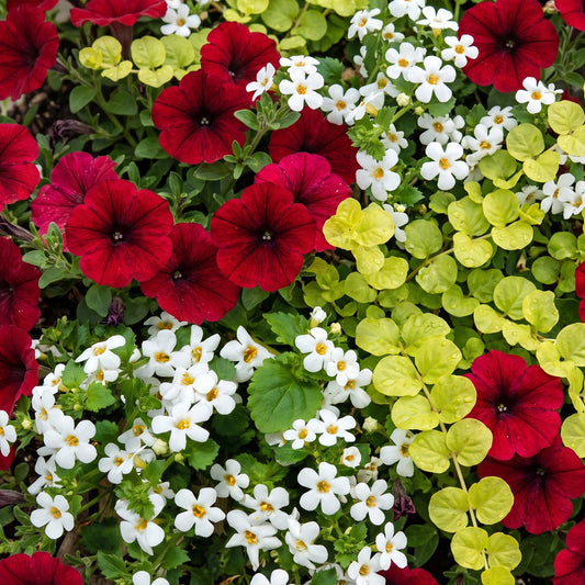 Colour Splash Red Basket Plants