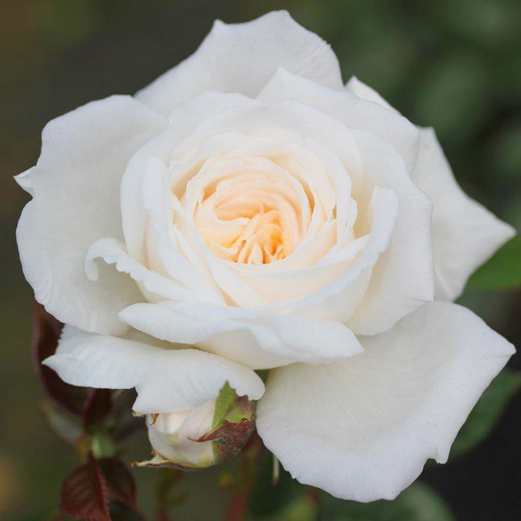 Garden Roses | Rose Plants & Bushes | Gardeners Dream