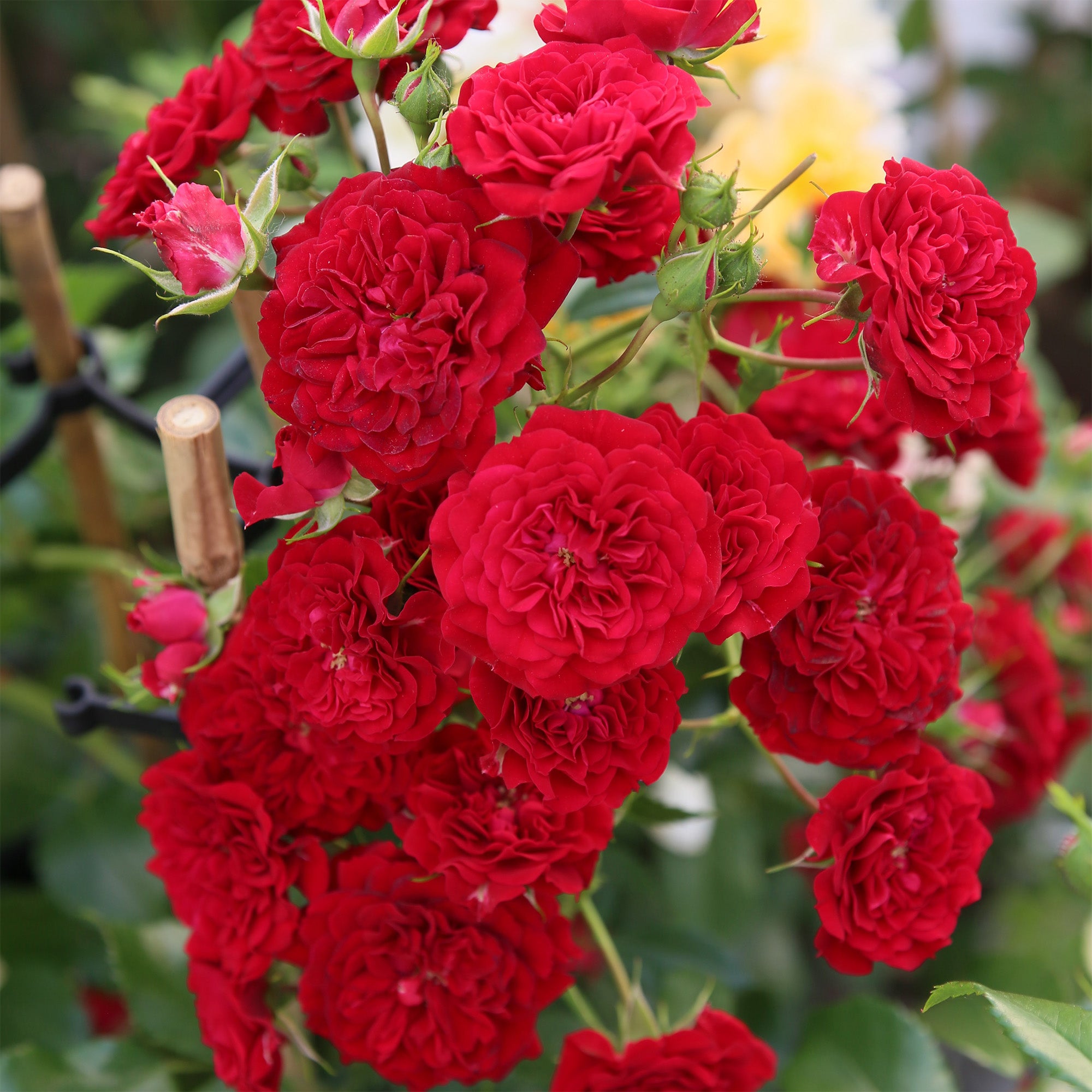 Grub Roses Garden Roses | Rose Plants & Bushes | Gardeners Dream