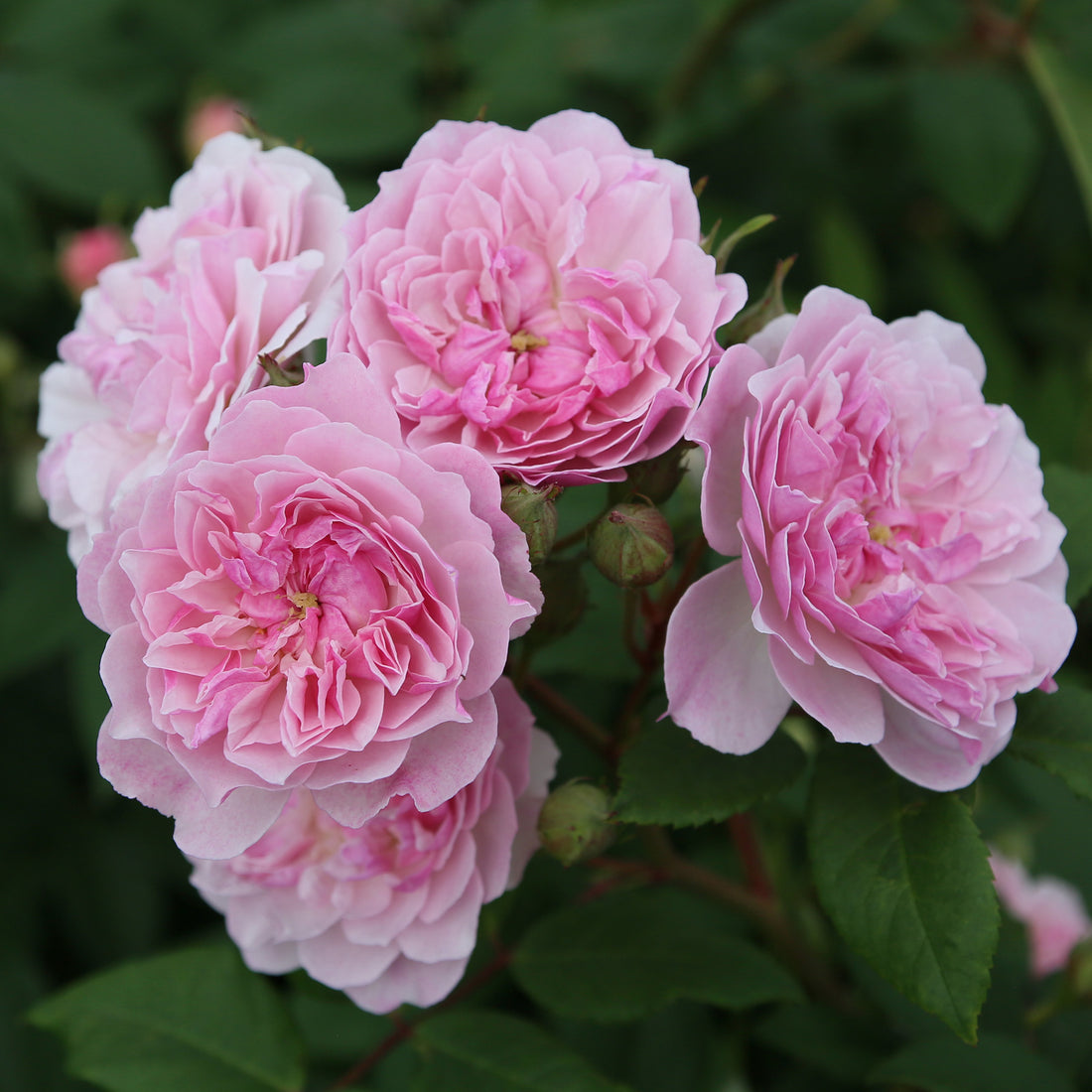 Rosa 'Romantic Siluetta' | Rambling Rose – Gardeners Dream
