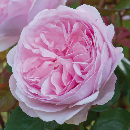 Rosa 'Olivia Rose Austin'