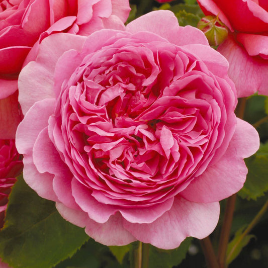 Rosa 'Princess Alexandra of Kent'