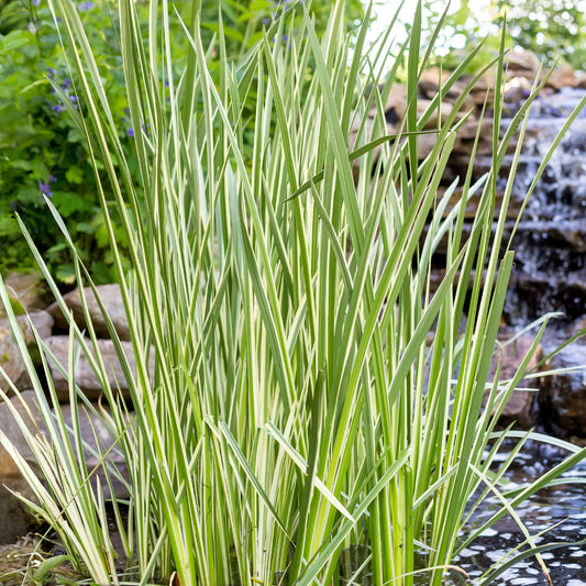 Acorus 'Variegatus'