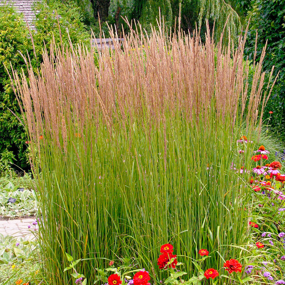 Calamagrostis Karl Foerster Outdoor Plants Gardeners Dream calamagrostis-karl-foerster-outdoor-plants-gardeners-dream