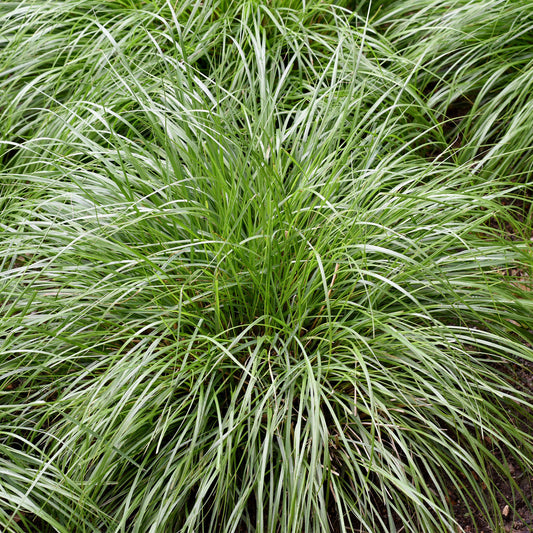 Carex 'Intense Green'