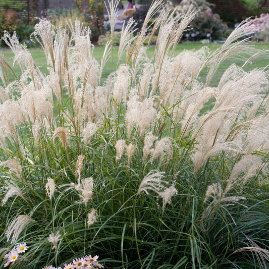 Miscanthus 'Adagio'