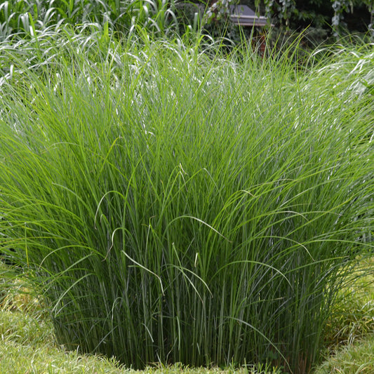 Miscanthus 'Gracillimus'