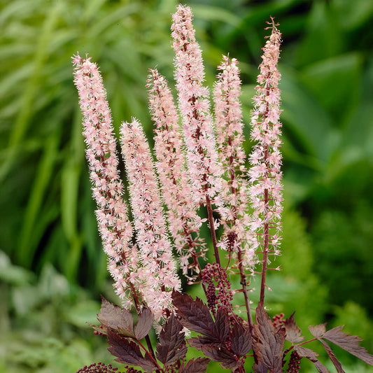 Actaea 'Pink Spike'