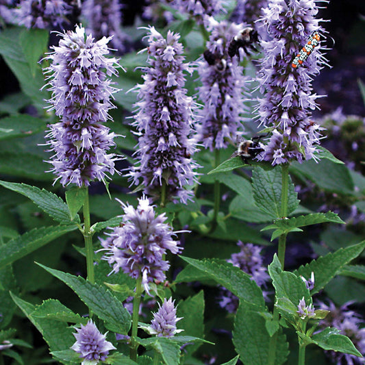Agastache 'Blue Fortune'